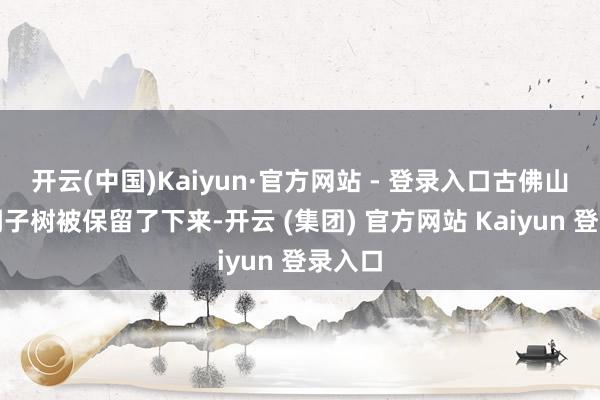 开云(中国)Kaiyun·官方网站 - 登录入口古佛山上的桐子树被保留了下来-开云 (集团) 官方网站 Kaiyun 登录入口